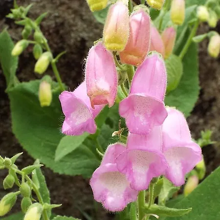 Rural El Camino Hotel 3*