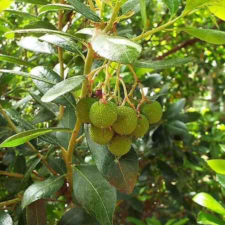 卡米诺乡村酒店 3*