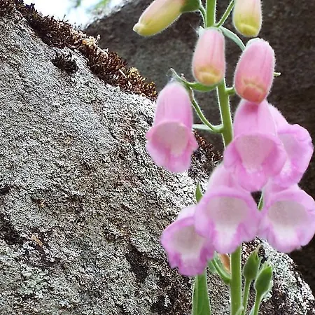 Hotel Rural El Camino 3*