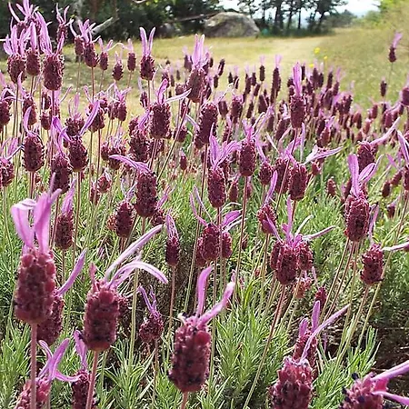 卡米诺乡村酒店 3*