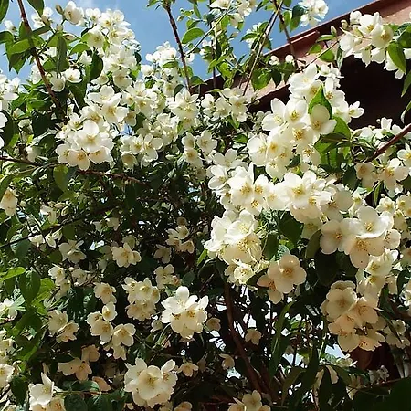 卡米诺乡村酒店