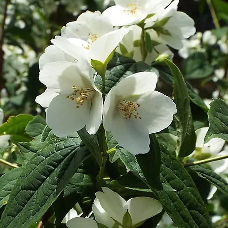 Rural El Camino Otel 3*