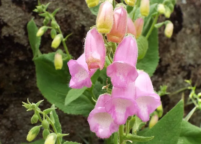 Rural El Camino Hotel 3*