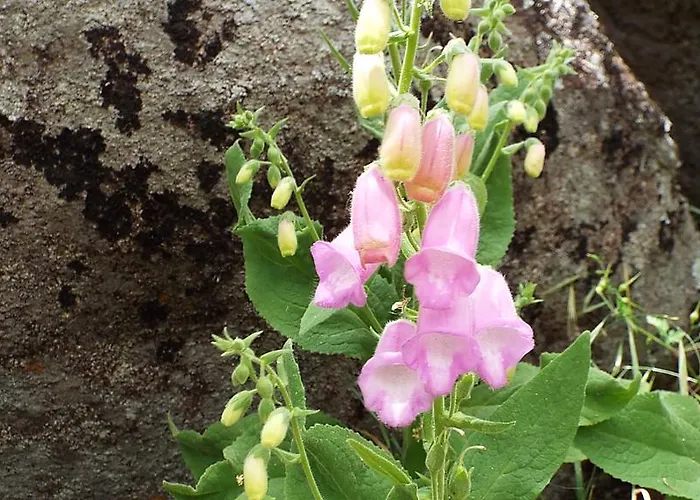 Hotel Rural El Camino