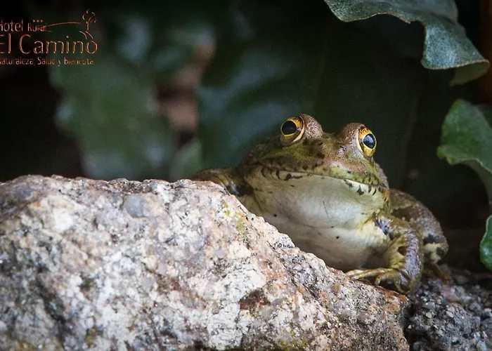 Hotel Rural El Camino 3*